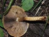 Hemistropharia albocrenulata image