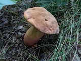 Lanmaoa pseudosensibilis image