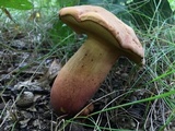Lanmaoa pseudosensibilis image