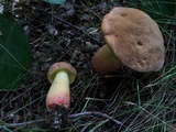 Lanmaoa pseudosensibilis image