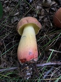 Lanmaoa pseudosensibilis image