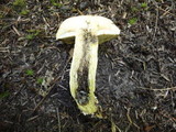 Retiboletus griseus image
