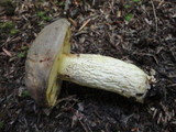 Retiboletus griseus image