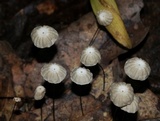 Marasmius capillaris image