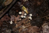 Marasmius capillaris image