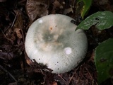 Russula parvovirescens image