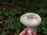 Russula parvovirescens image