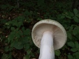 Russula parvovirescens image