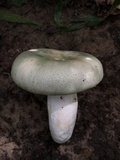Russula parvovirescens image