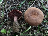 Laccaria trullisata image
