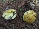 Suillus americanus image