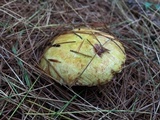 Suillus americanus image