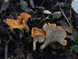 Cantharellus phasmatis image