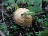 Boletus nobilissimus image
