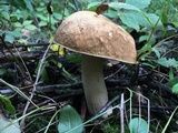 Boletus nobilissimus image