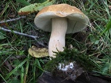 Boletus nobilissimus image