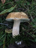 Boletus nobilissimus image
