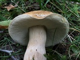Boletus nobilissimus image