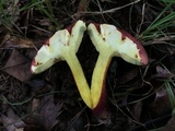Baorangia bicolor image