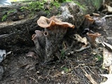 Craterellus fallax image