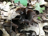 Craterellus fallax image