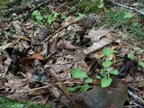 Craterellus fallax image