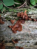 Dacryopinax elegans image