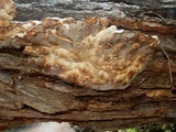 Antrodia malicola image