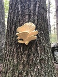 Laetiporus cincinnatus image