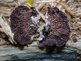 Trichaptum fuscoviolaceum image