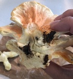 Laetiporus cincinnatus image