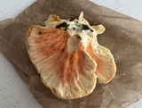 Laetiporus cincinnatus image
