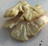 Laetiporus cincinnatus image