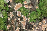 Aleurodiscus oakesii image