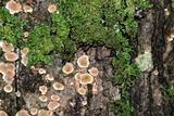 Aleurodiscus oakesii image