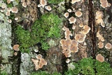Aleurodiscus oakesii image