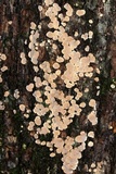 Aleurodiscus oakesii image