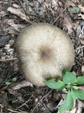 Megacollybia rodmanii image