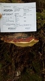 Fomitopsis mounceae image