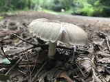 Megacollybia rodmanii image