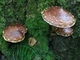 Hemistropharia albocrenulata image