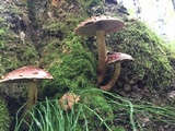 Hemistropharia albocrenulata image
