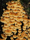 Xeromphalina kauffmanii image