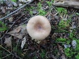 Lactarius frustratus image