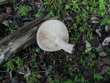 Lactarius frustratus image