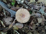 Lactarius frustratus image