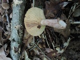 Lactarius frustratus image