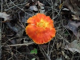 Hygrocybe punicea image