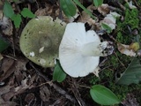 Russula variata image