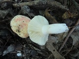 Russula flavisiccans image